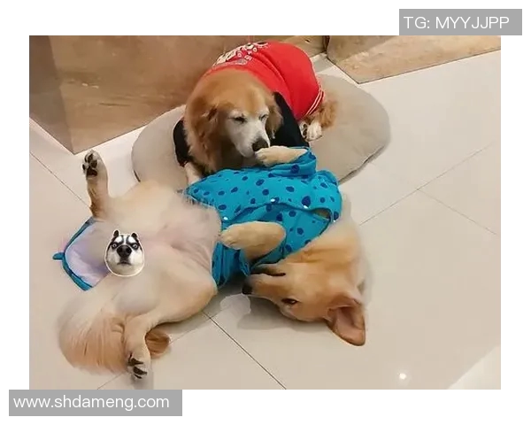 足球明星与爱犬的温馨时刻分享养狗趣事与训练秘籍视频合集